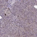 Merck Anti-SYT10 antibody produced in rabbit