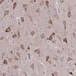 Merck Anti-SPATS2L antibody produced in rabbit