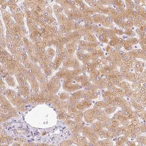 Merck Anti-MIA2 antibody produced in rabbit