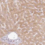 Merck Anti-MIA2 antibody produced in rabbit