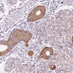 Merck Anti-PLPP2 antibody produced in rabbit