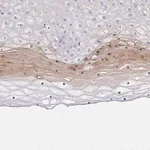 Merck Anti-ZSWIM3 antibody produced in rabbit