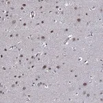 Merck Anti-GAREM1 antibody produced in rabbit