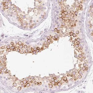 Merck Anti-PRSS50 antibody produced in rabbit