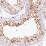 Merck Anti-PRSS50 antibody produced in rabbit