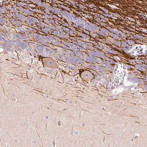 Merck Anti-DOK6 antibody produced in rabbit