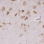 Merck Anti-LRRC9 antibody produced in rabbit