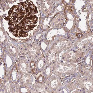Merck Anti-EVA1B antibody produced in rabbit