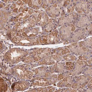 Merck Anti-GREB1L antibody produced in rabbit