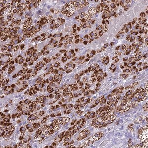 Merck Anti-REEP4 antibody produced in rabbit
