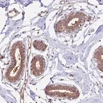 Merck Anti-PSMB3 antibody produced in rabbit