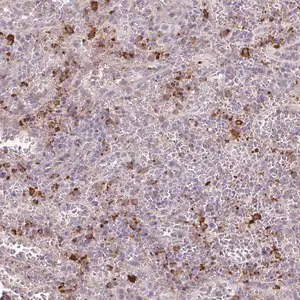 Merck Anti-TAF1D antibody produced in rabbit