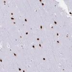 Merck Anti-DDX52 antibody produced in rabbit