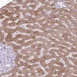 Merck Anti-MSMO1 antibody produced in rabbit