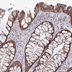 Merck Anti-MRPL53 antibody produced in rabbit