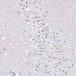 Merck Anti-FAM9A antibody produced in rabbit