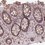 Merck Anti-PUS7L antibody produced in rabbit
