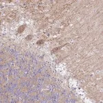 Merck Anti-RASL10A antibody produced in rabbit