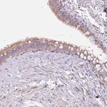 Merck Anti-ESAM antibody produced in rabbit