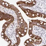 Merck Anti-MED9 antibody produced in rabbit