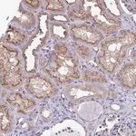 Merck Anti-RPL22L1 antibody produced in rabbit