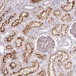 Merck Anti-FGFR1 antibody produced in rabbit