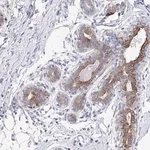 Merck Anti-KLHL33 antibody produced in rabbit