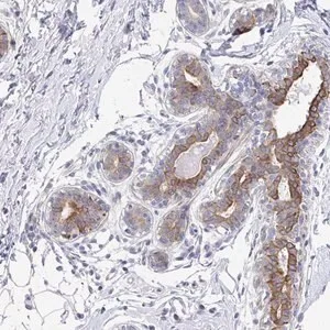 Merck Anti-KLHL33 antibody produced in rabbit