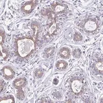 Merck Anti-C1QTNF8 antibody produced in rabbit