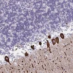 Merck Anti-CDX4 antibody produced in rabbit