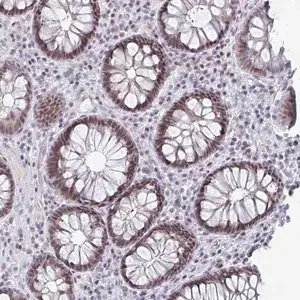 Merck Anti-LIN54 antibody produced in rabbit
