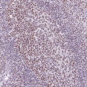 Merck Anti-FAM122A antibody produced in rabbit