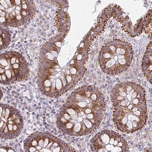 Merck Anti-MRPL19 antibody produced in rabbit