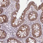 Merck Anti-MRPL19 antibody produced in rabbit