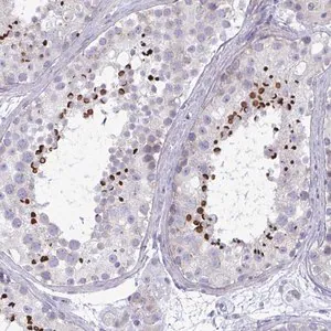 Merck Anti-OXLD1 antibody produced in rabbit