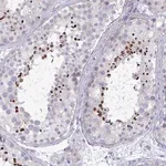 Merck Anti-OXLD1 antibody produced in rabbit