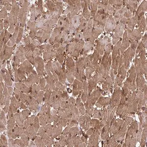 Merck Anti-TRIM52 antibody produced in rabbit