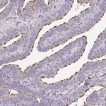 Merck Anti-RUNDC3B antibody produced in rabbit