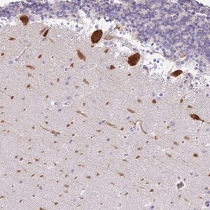 Merck Anti-EEF1A1 antibody produced in rabbit