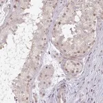 Merck Anti-DZIP1 antibody produced in rabbit