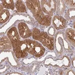 Merck Anti-SNX8 antibody produced in rabbit