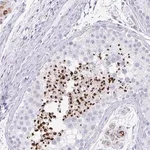 Merck Anti-RLF antibody produced in rabbit