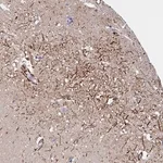 Merck Anti-SLC30A6 antibody produced in rabbit