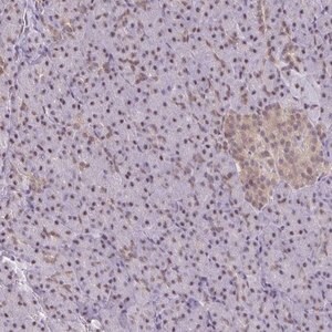 Merck Anti-ING4 antibody produced in rabbit