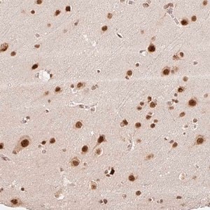 Merck Anti-INTS8 antibody produced in rabbit