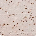 Merck Anti-INTS8 antibody produced in rabbit