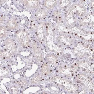 Merck Anti-WDR72 antibody produced in rabbit