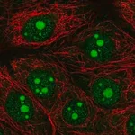 Merck Anti-OLFM1 antibody produced in rabbit