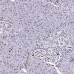 Merck Anti-SLC35B1 antibody produced in rabbit
