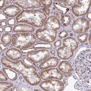 Merck Anti-XAF1 antibody produced in rabbit